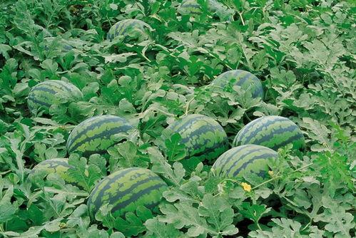 桑树坪吃瓜,一场味蕾与视觉的狂欢之旅