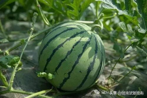 西瓜产地吃瓜,探寻各地西瓜产地特色吃瓜之旅
