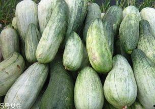 瓜老了怎么吃,探索瓜类食材的多样美味