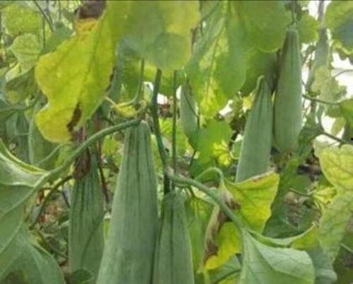 村里吃瓜的对象,村里吃瓜群众的热议焦点