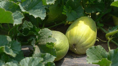 我们吃瓜去了什么意思,揭秘“吃瓜群众”背后的娱乐真相