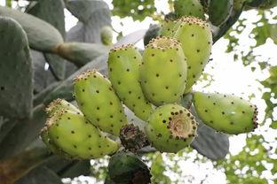 云南丽江农村吃瓜,瓜果飘香，共享田园生活