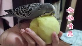 虎皮鹦鹉吃瓜,瓜果乐园探秘