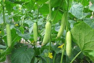 摘笑吃瓜,揭秘娱乐圈那些搞笑瞬间