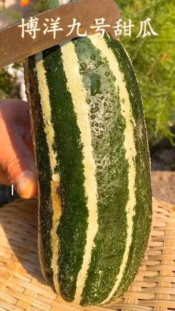 瓜现在可以吃吗,现在正是品尝美味瓜果的最佳时节