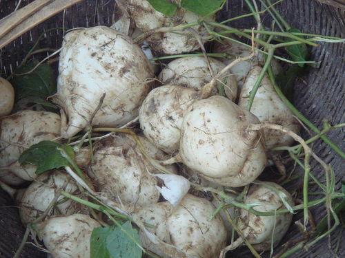 吃生土瓜怎么样,探索生土瓜的独特风味与营养价值