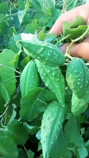 东北吃瓜叫法,揭秘“吃瓜群众”的由来与演变