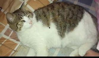 吃瓜猫日记,揭秘喵星人的八卦世界