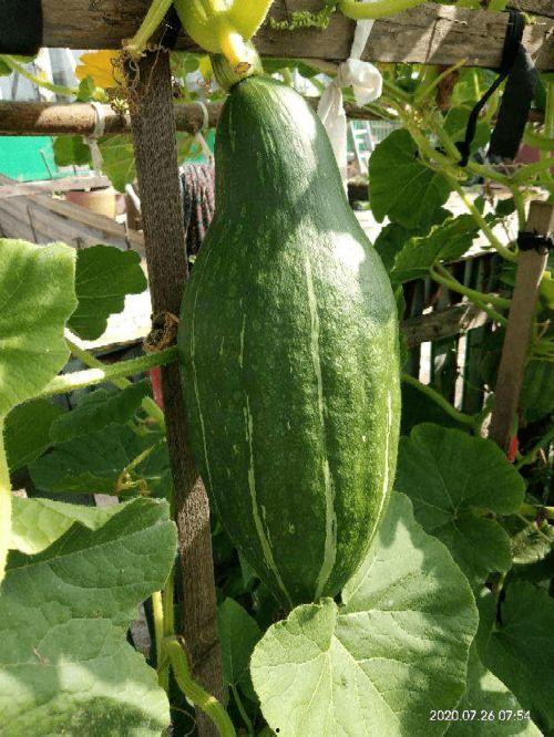 花花和叶吃瓜,瓜田里的欢乐时光