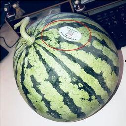 网红弟弟吃瓜,揭秘娱乐圈幕后真相