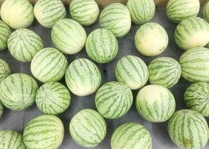 吃瓜的真实图片,揭秘吃瓜群众的真实瞬间