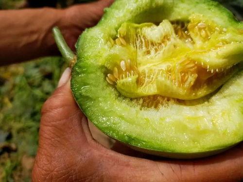 吃绿宝石瓜,探寻神秘宝石的神奇魔力