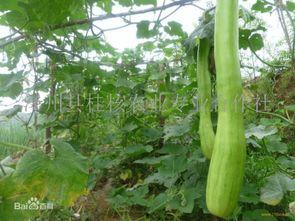 砍瓜怎么蒸着吃,砍瓜的独特蒸食方法揭秘