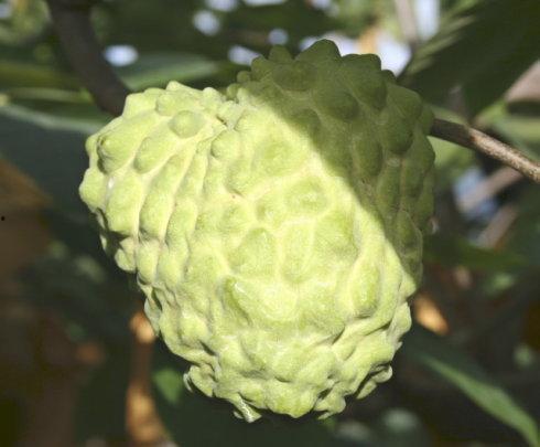 台湾藤瓜怎么吃,解锁美味新体验