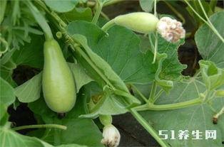 小瓜能长期吃吗,长期食用是否安全与适宜？