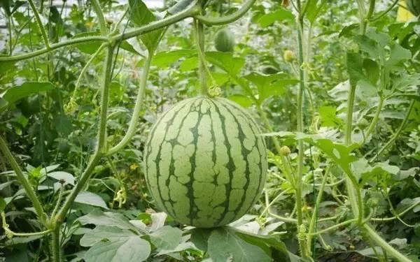 重庆程佳佳吃瓜,揭秘网络热议背后的真相