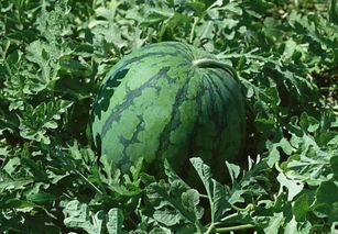 回屋檐下吃瓜,回屋檐下，共享瓜果时光